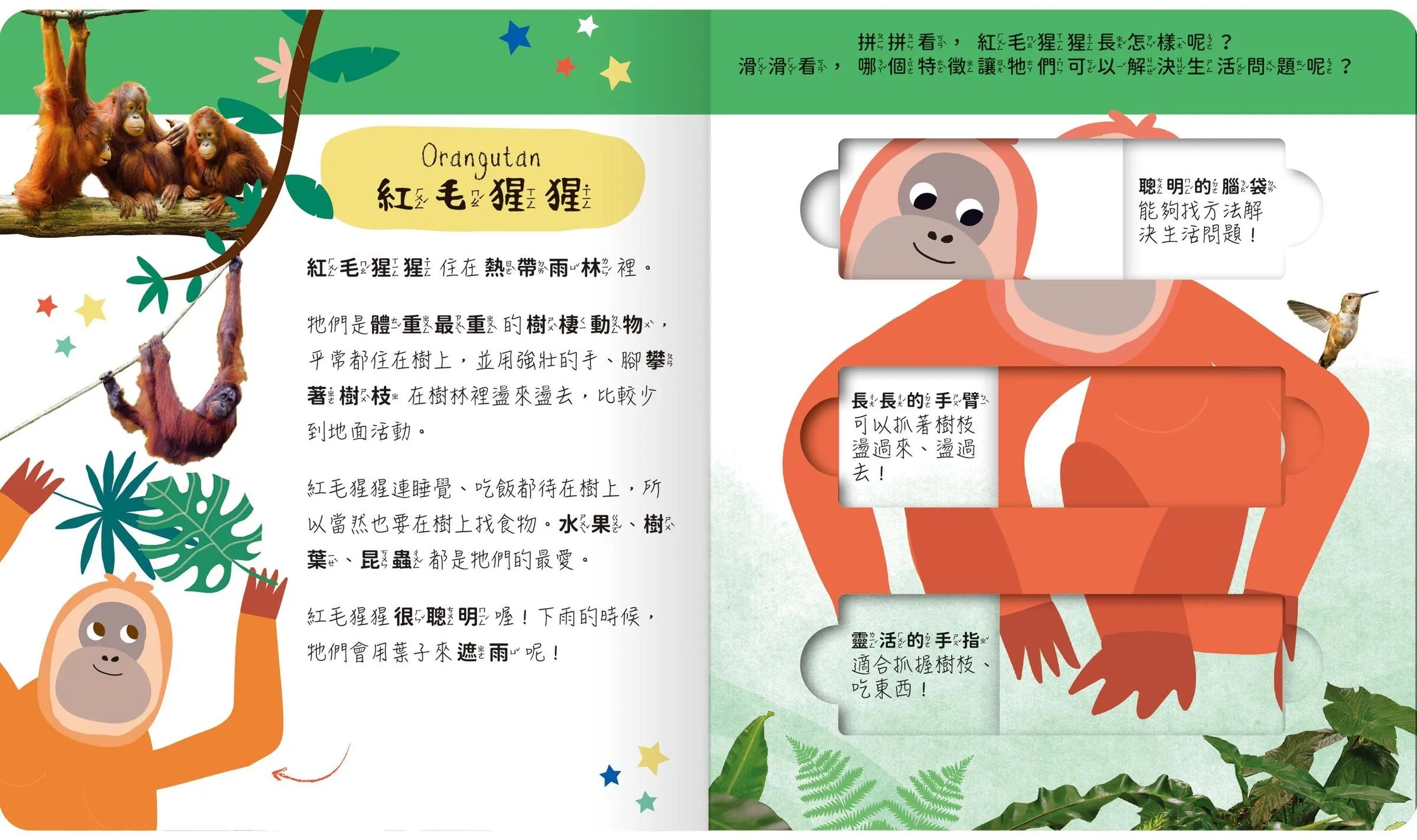 lovely puzzle-雨林動物園